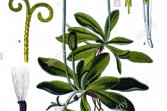 Plant-Illustration-of-Mouse-ear-hawkweed