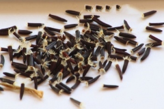 Seeds-of-Mouse-ear-hawkweed