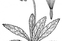 Sketch-of-Mouse-ear-hawkweed
