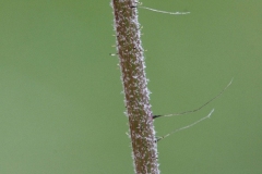 Stem-of-Mouse-ear-hawkweed