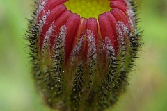 Unopened-flower-bud-of-Mouse-ear-hawkweed