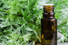 Mugwort-essential-oil