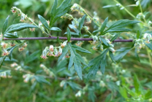 Mugwort-flower