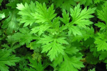 Mugwort-leaves