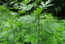 Mugwort-plant-growing-wild