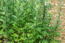 Mugwort-plant