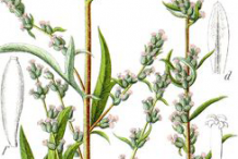 Plant-Illustration-of-Mugwort