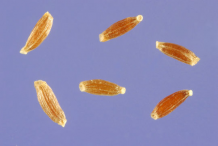 Seeds-of-Mugwort-plant