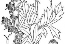 Sketch-of-Mugwort-plant