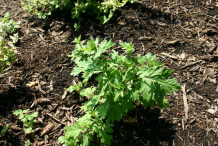 Small-Mugwort-Plant