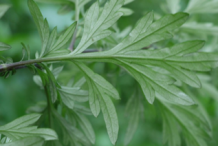 Ventral-view-of-Mugwort-leaves