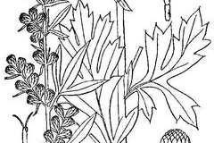 Sketch-of-Mugwort-plant