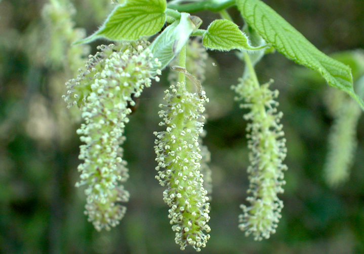 Close-up-flower-of-Mulberries
