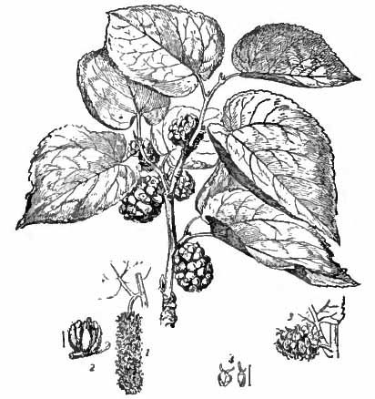 Mulberry-drawing
