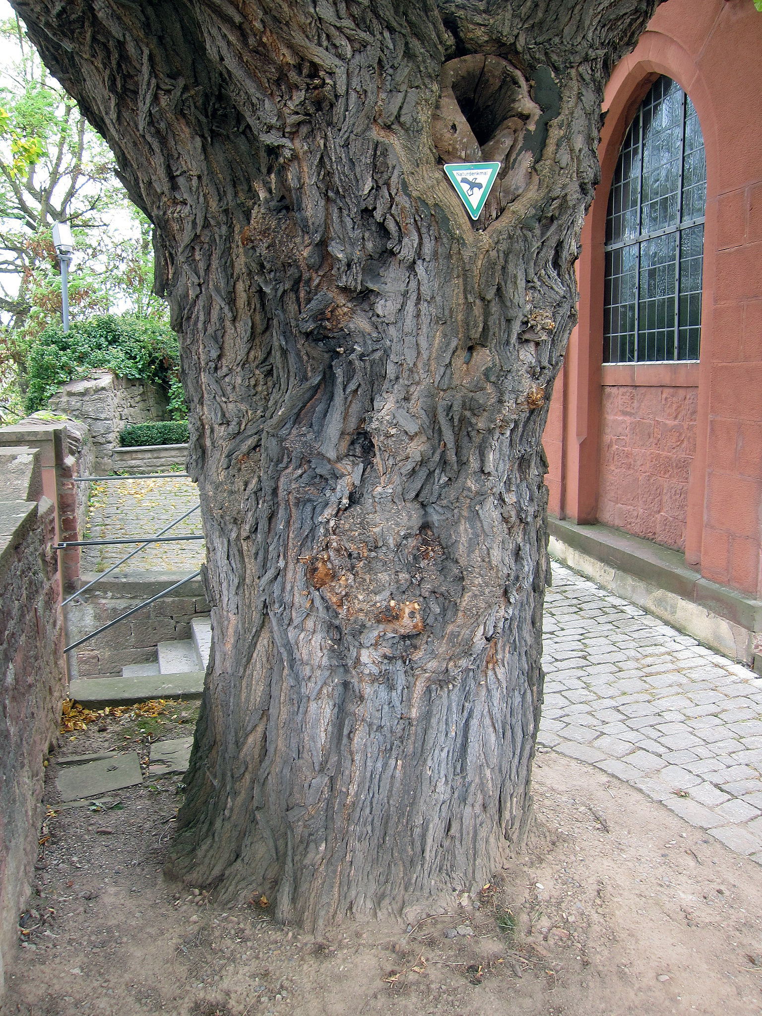 Mulberry-trunk