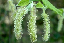 Close-up-flower-of-Mulberries