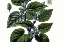 Illustration-of-Mulberries