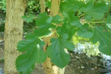 Leaves-of-Mulberries