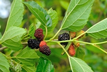 Mulberries-fruit