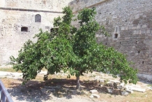 Mulberries-tree