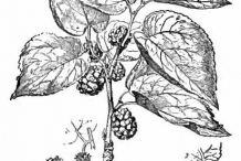 Mulberry-drawing