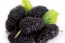 Mulberry-fruit-collection