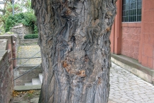 Mulberry-trunk