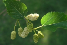 Unripe-Mulberries