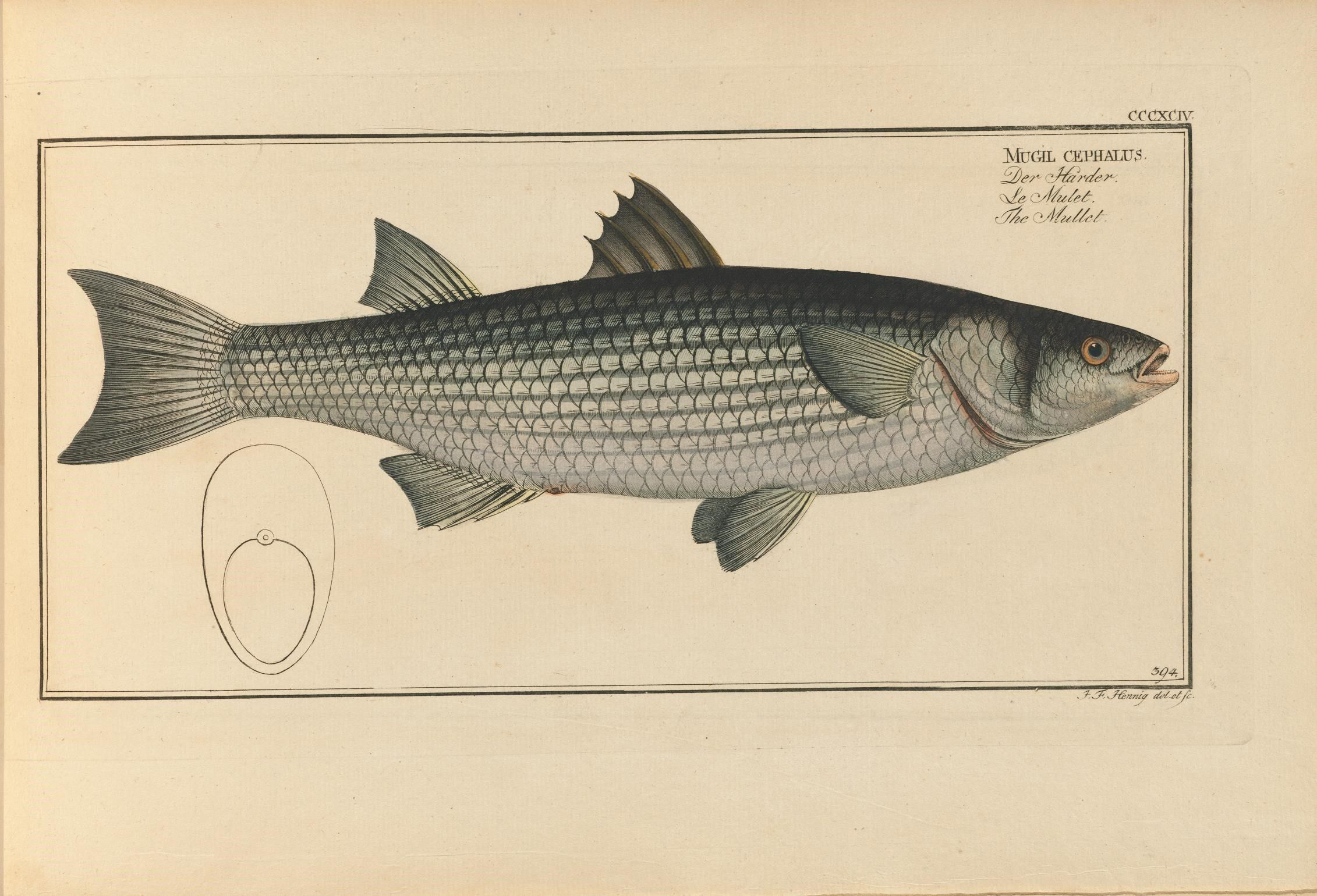 Illustration-of-Mullet-fish