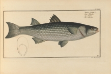 Illustration-of-Mullet-fish