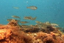 Juveniles-of-Mullet-fish