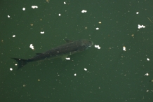 Mullet-fish-1