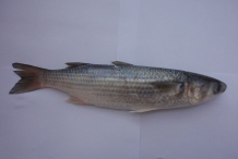 Mullet-fish-2