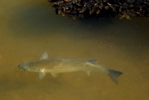 Mullet-fish-3