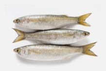 Mullet-fish-4