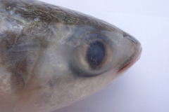 Eyelid-of-Mullet-fish