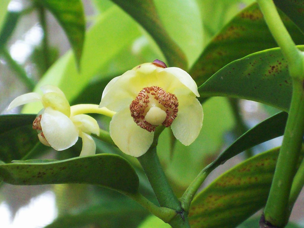 Close-view-of-Mundu-flower
