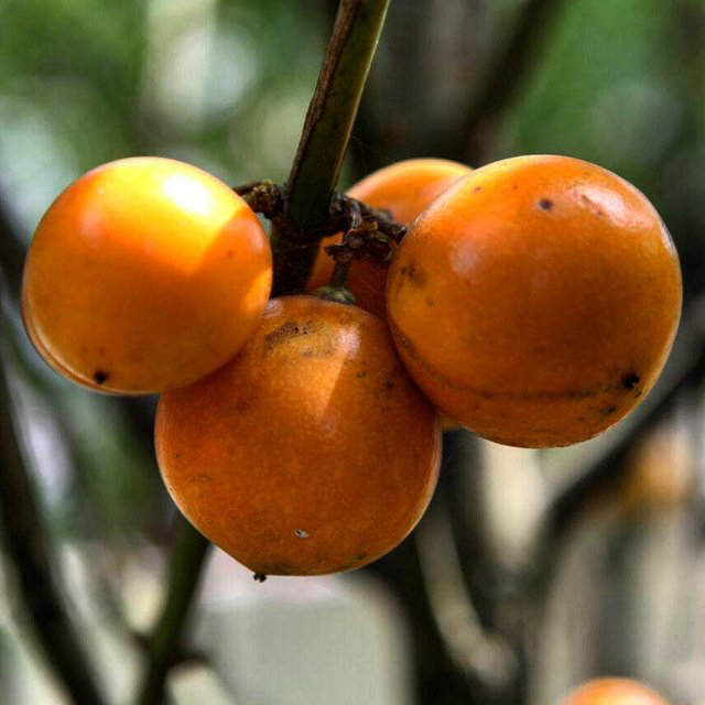 Mundu-fruit