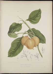 Plant-illustration-of-Mundu-fruit