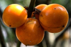 Mundu-fruit