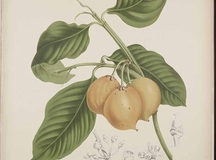 Plant-illustration-of-Mundu-fruit