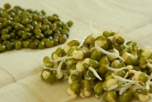 Mung-bean-sprouts-1
