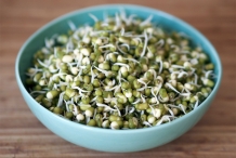Mung-bean-sprouts-2