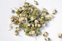 Mung-bean-sprouts-3
