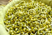 Mung-bean-sprouts-5