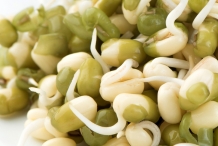 Mung-bean-sprouts-6