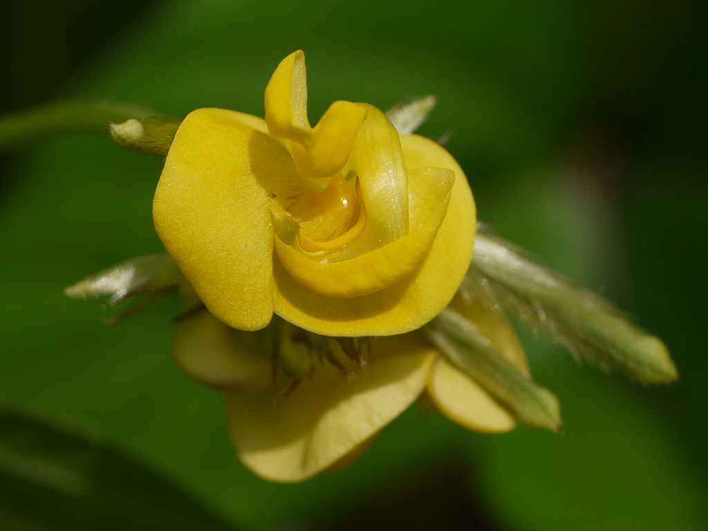 Close-up-flower-of-Mung-bean