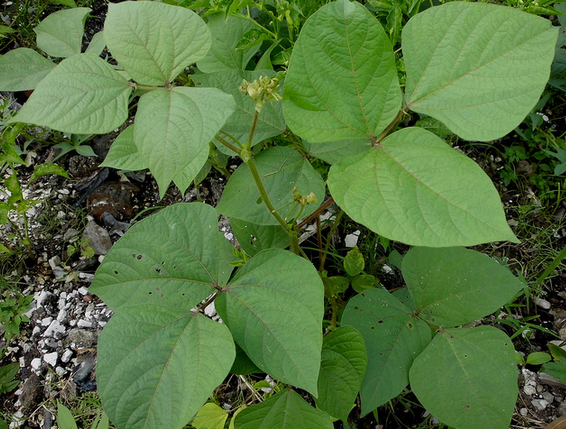 Leaves-of-Mung-beans