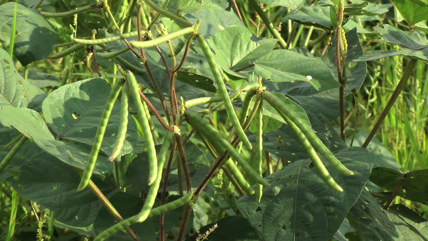 Pods-of-Mung-beans