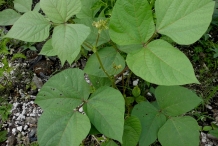Leaves-of-Mung-beans
